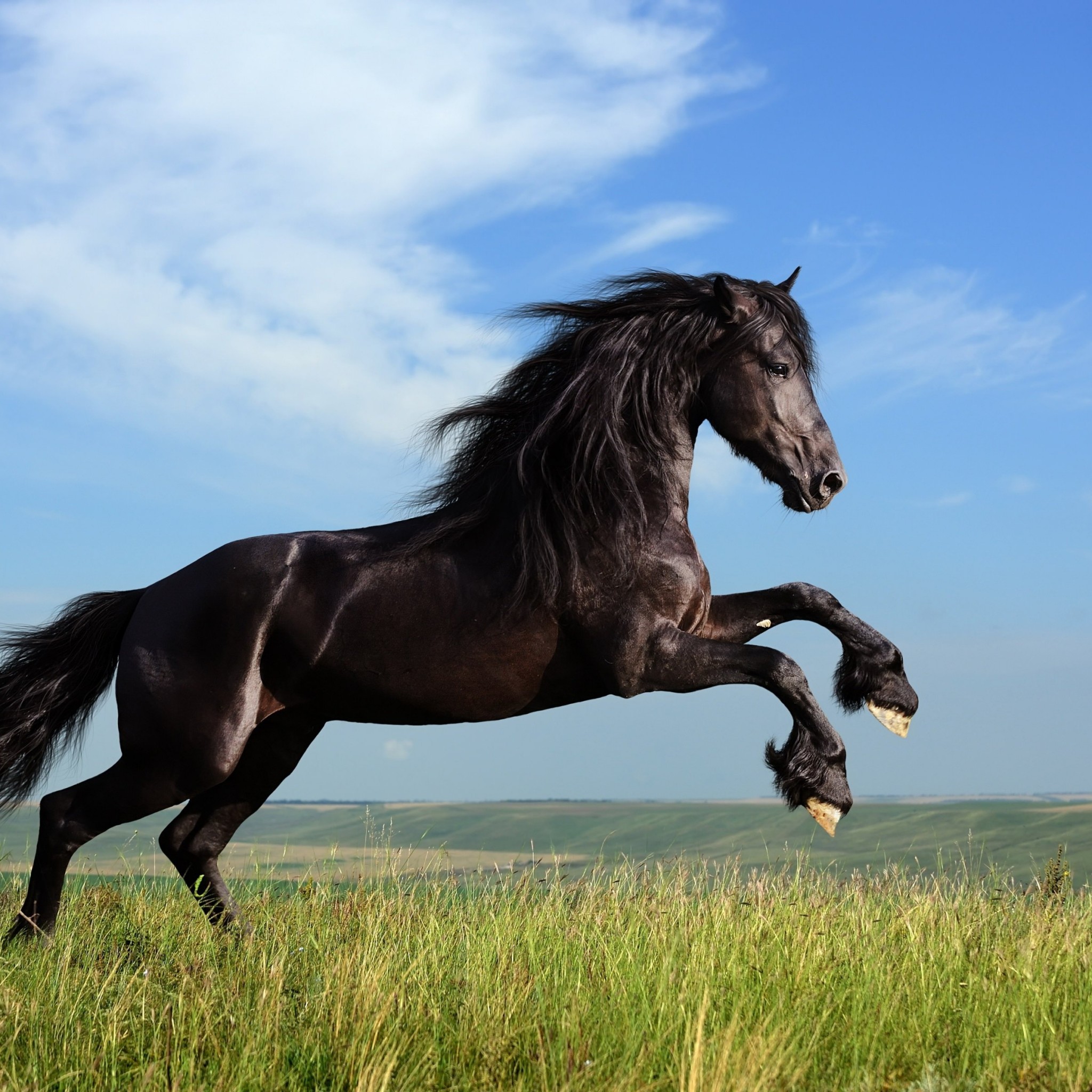 Black Horse Running Wallpaper for Google Nexus 9