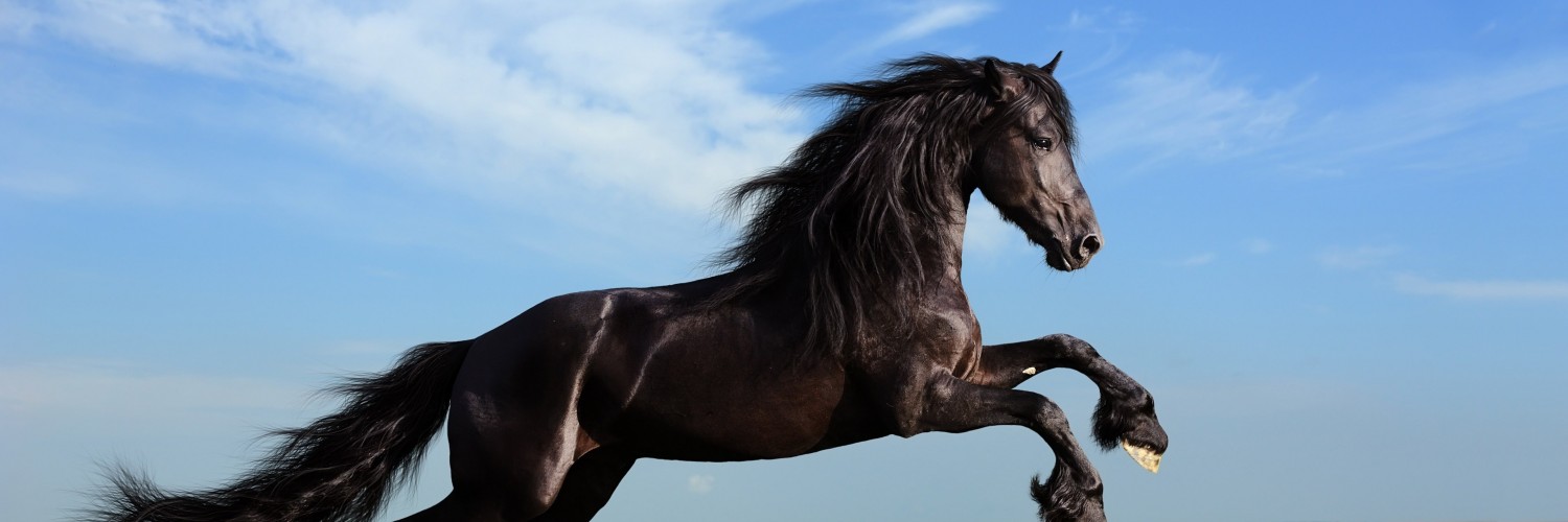 Black Horse Running Wallpaper for Social Media Twitter Header