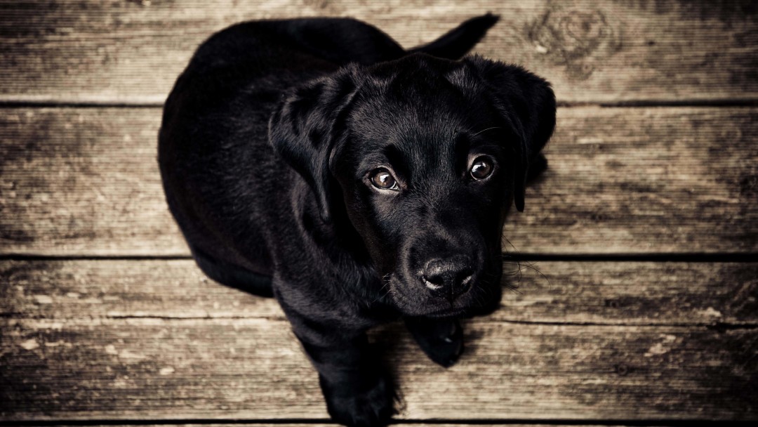 Black Lab Puppy Wallpaper for Social Media Google Plus Cover