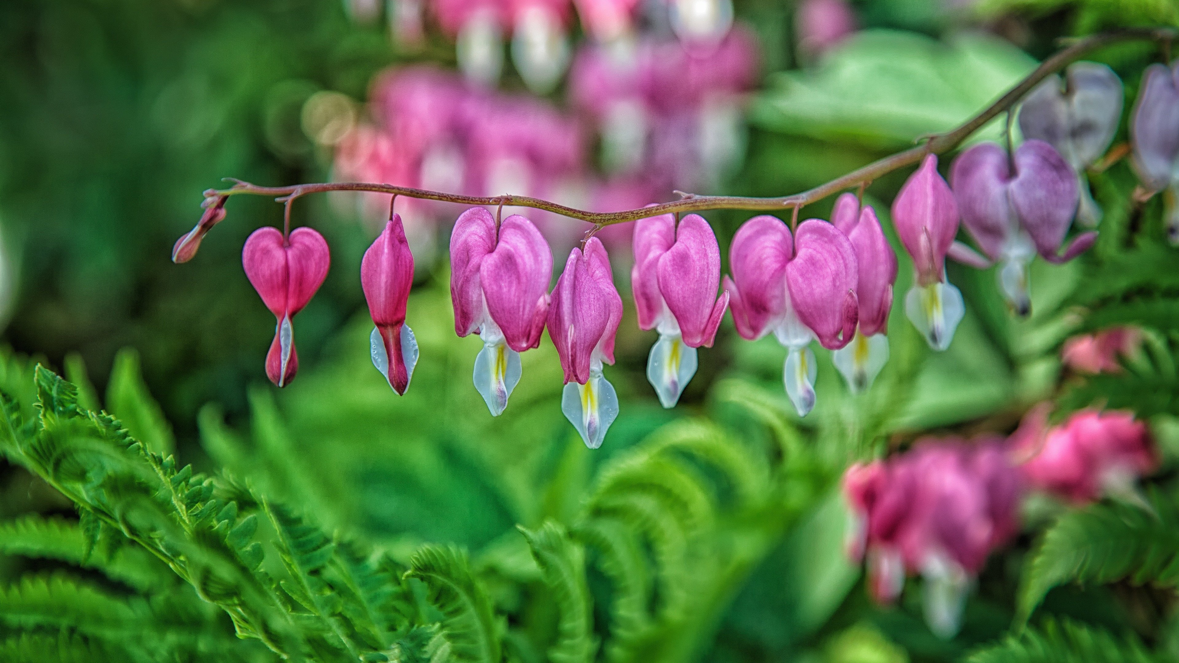 Bleeding Heart Wallpaper for Desktop 4K 3840x2160