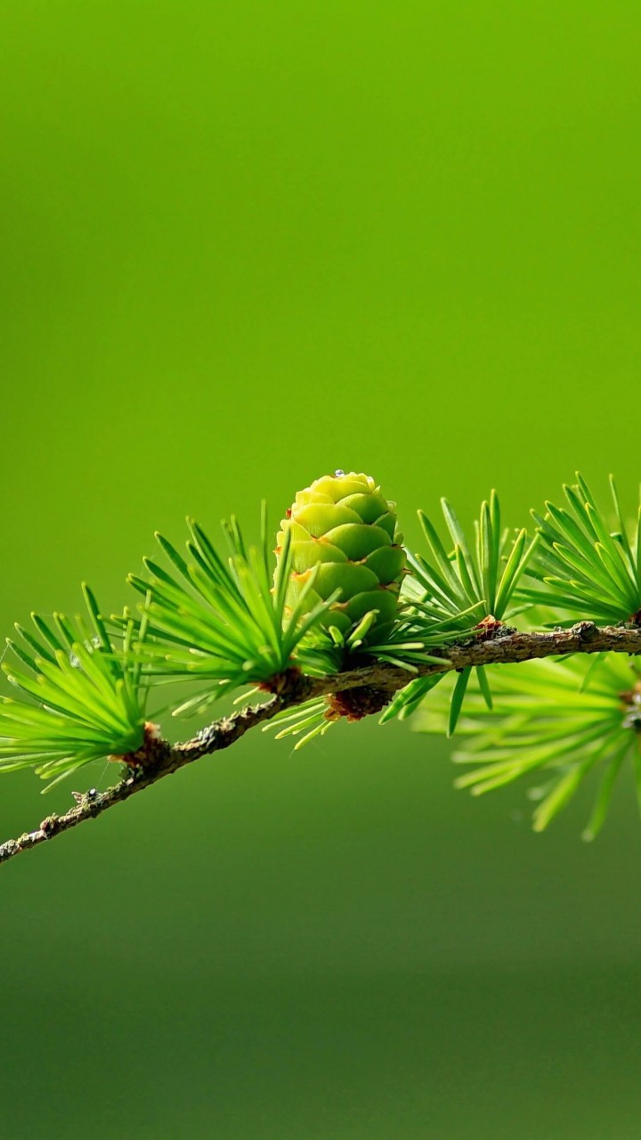 Branch of Pine Tree Wallpaper for SAMSUNG Galaxy Note 2
