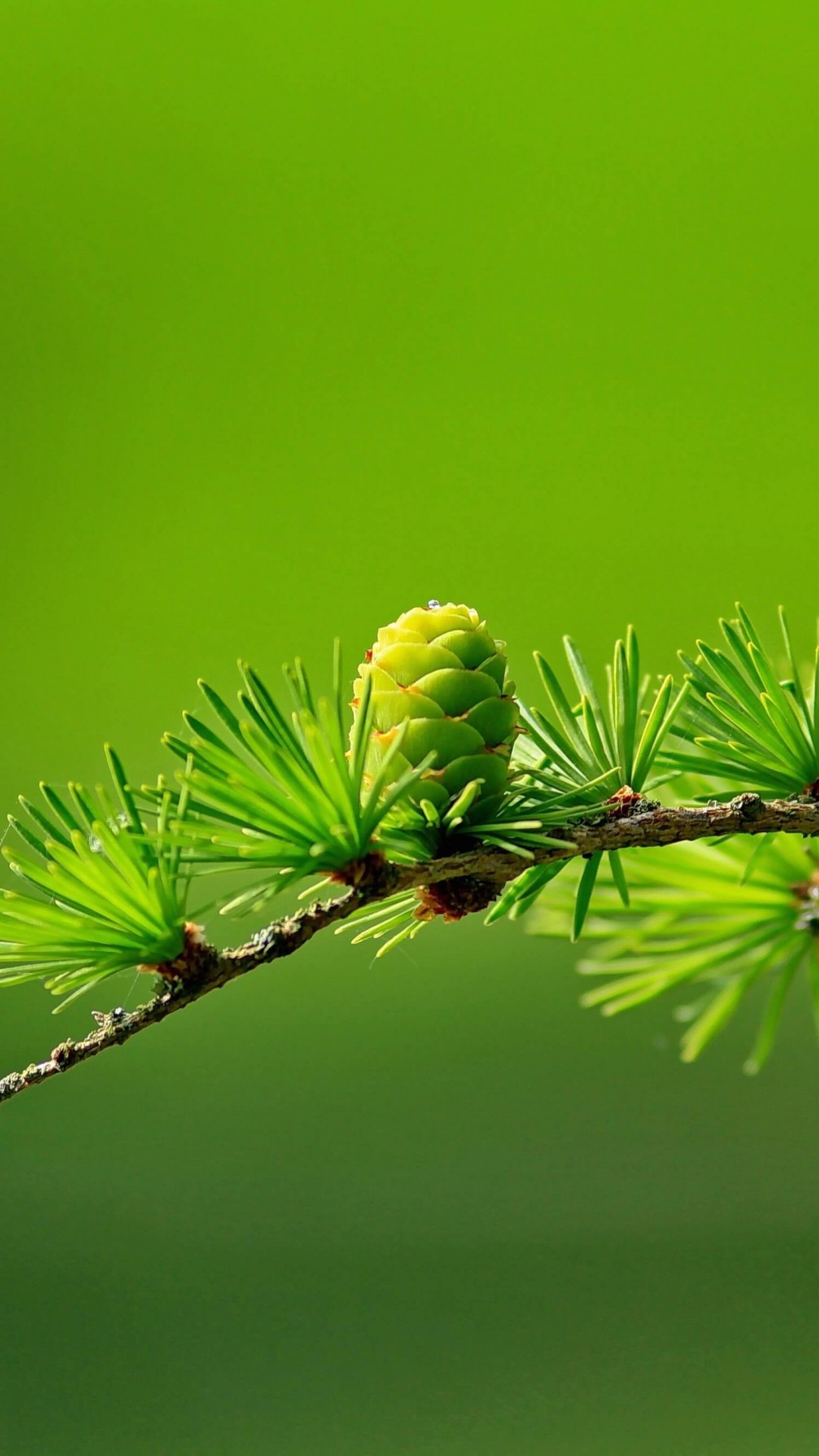 Branch of Pine Tree Wallpaper for SAMSUNG Galaxy Note 3