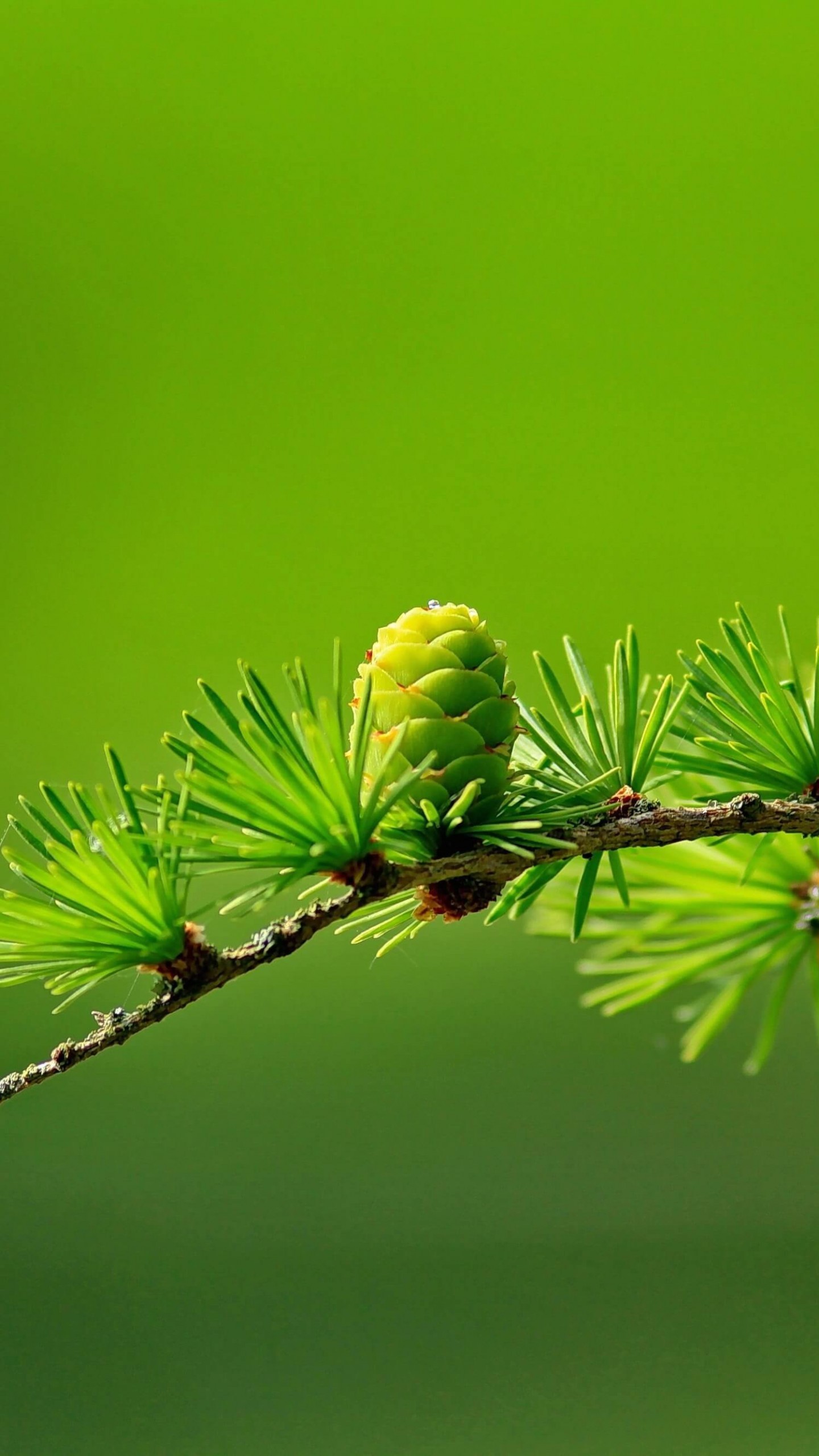 Branch of Pine Tree Wallpaper for SAMSUNG Galaxy Note 4