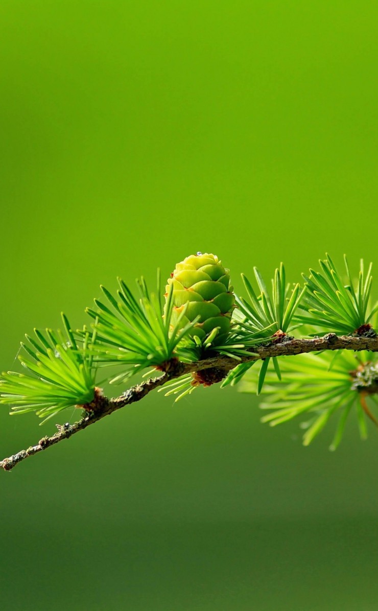 Branch of Pine Tree Wallpaper for Apple iPhone 4 / 4s
