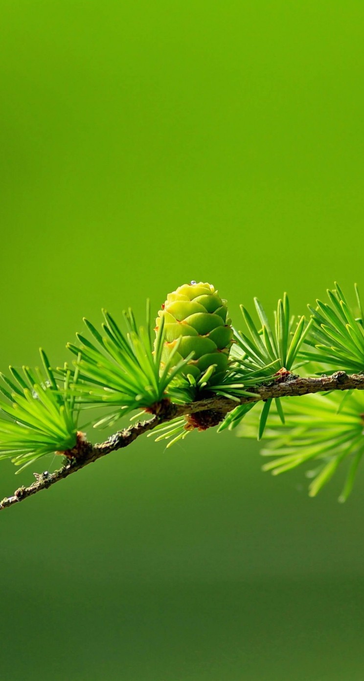 Branch of Pine Tree Wallpaper for Apple iPhone 5 / 5s