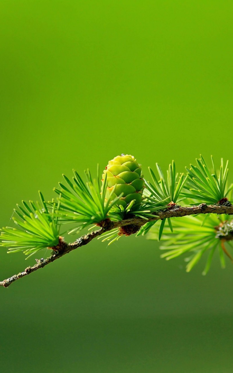 Branch of Pine Tree Wallpaper for Amazon Kindle Fire HD