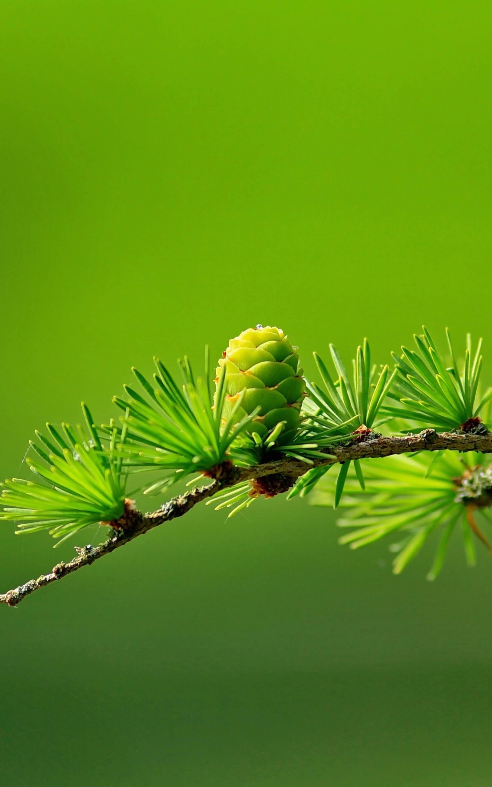 Branch of Pine Tree Wallpaper for Amazon Kindle Fire HDX 8.9