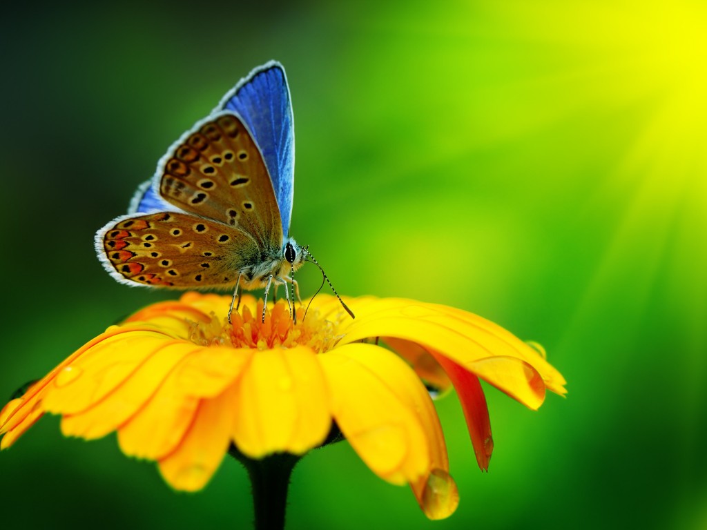 Butterfly Collecting Pollen Wallpaper for Desktop 1024x768