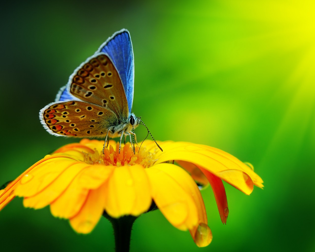 Butterfly Collecting Pollen Wallpaper for Desktop 1280x1024