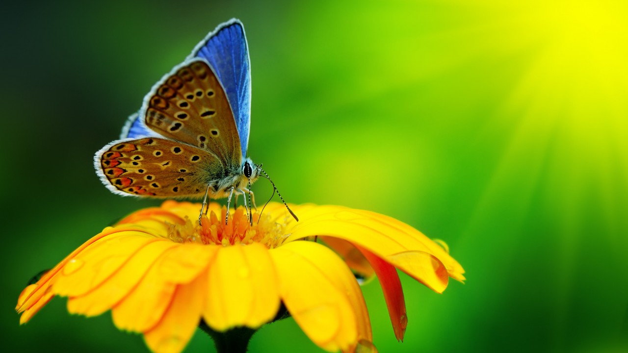 Butterfly Collecting Pollen Wallpaper for Desktop 1280x720