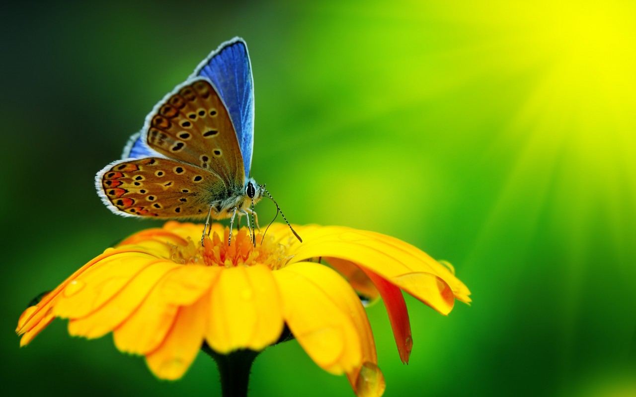 Butterfly Collecting Pollen Wallpaper for Desktop 1280x800