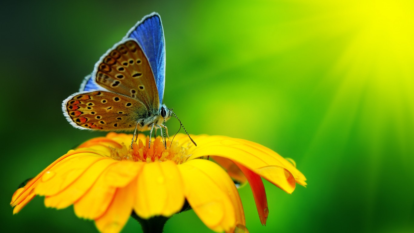Butterfly Collecting Pollen Wallpaper for Desktop 1366x768