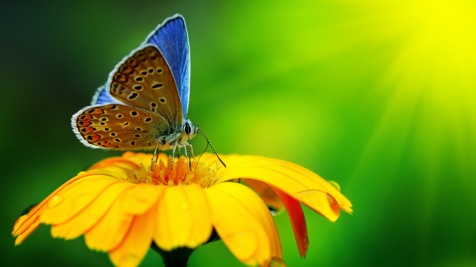 Butterfly Collecting Pollen Wallpaper for Desktop 1600x900