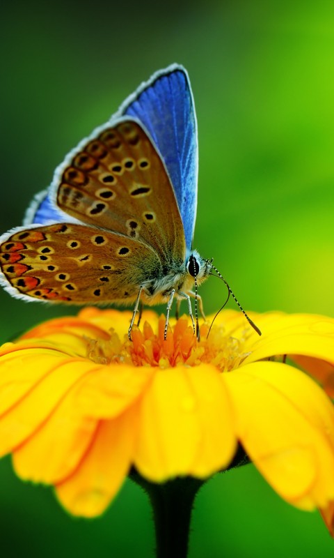 Butterfly Collecting Pollen Wallpaper for SAMSUNG Galaxy S3 Mini