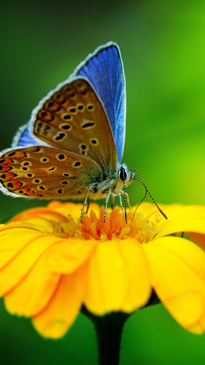 Butterfly Collecting Pollen Wallpaper for SAMSUNG Galaxy S5 Mini