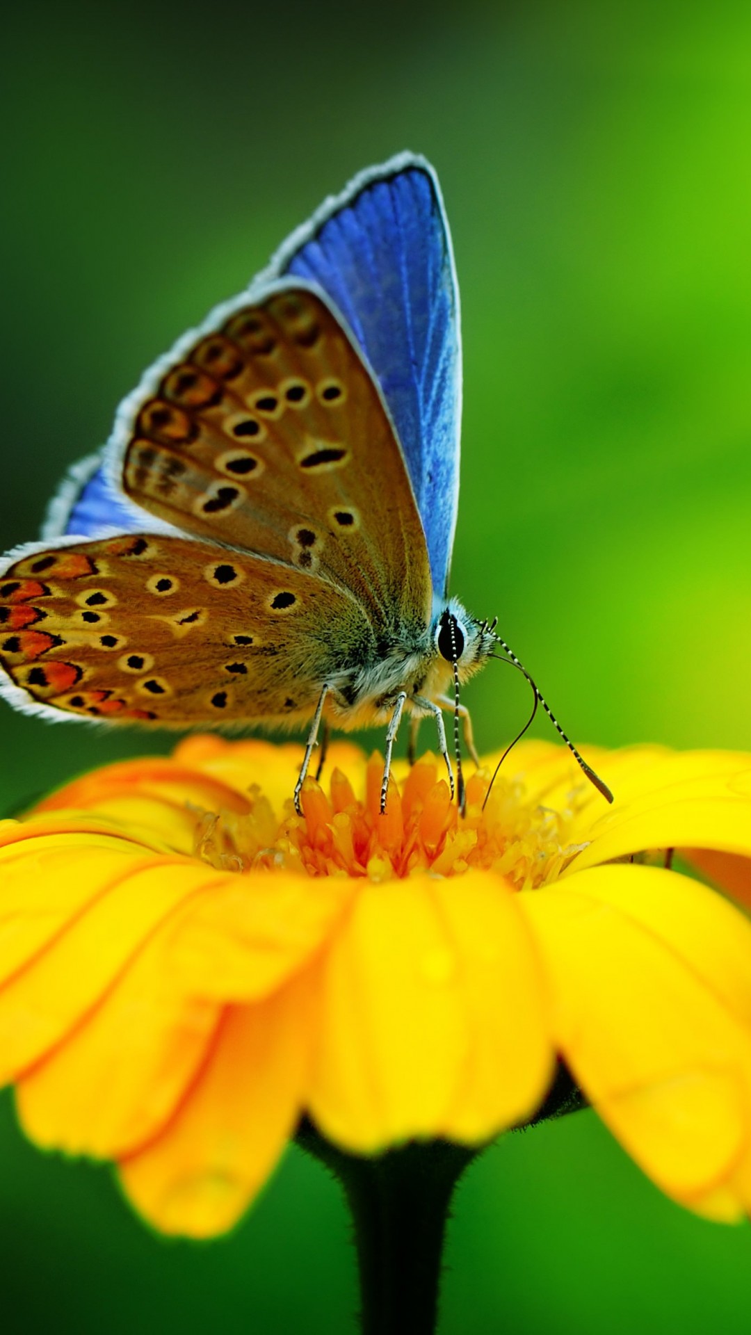 Butterfly Collecting Pollen Wallpaper for Google Nexus 5X