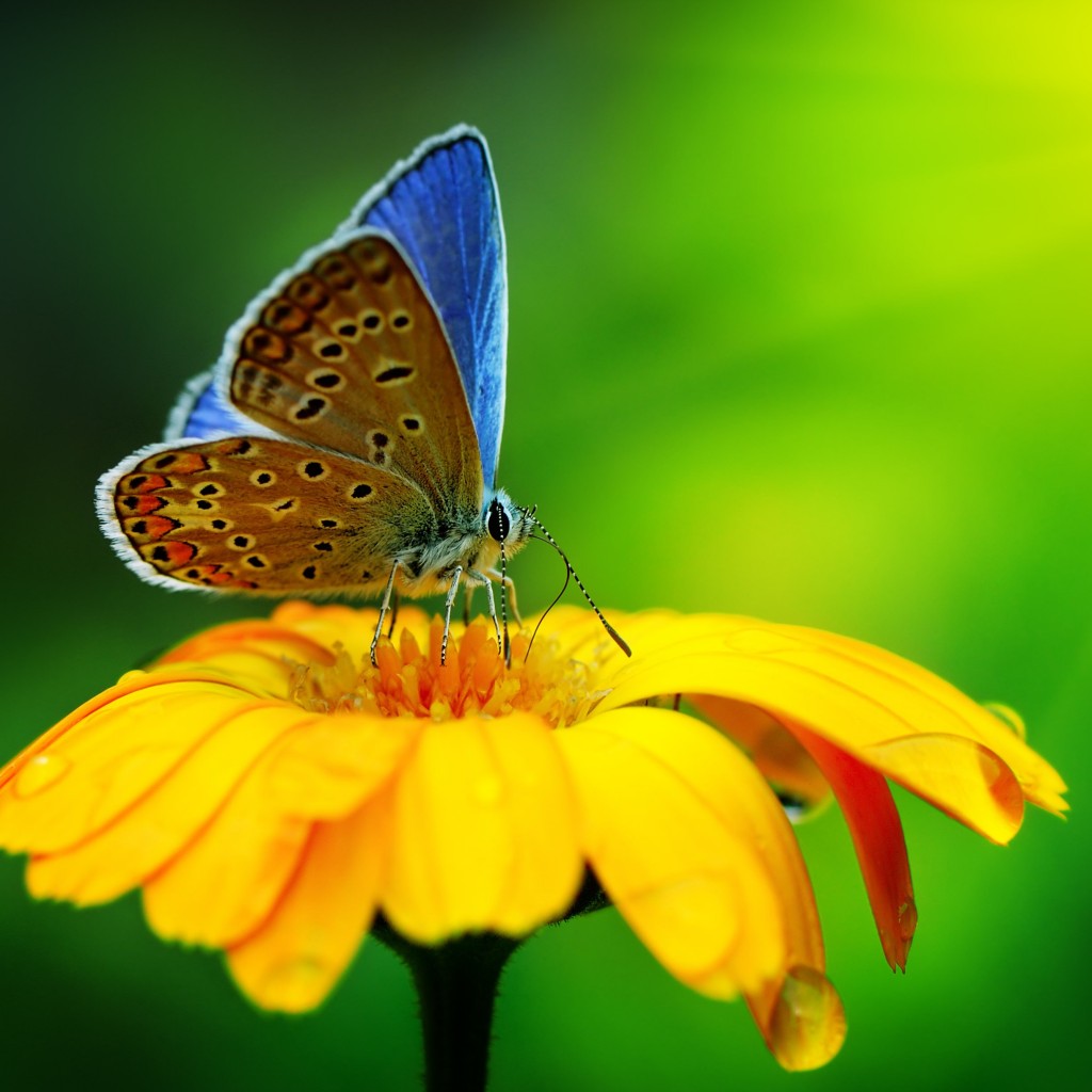 Butterfly Collecting Pollen Wallpaper for Apple iPad 2
