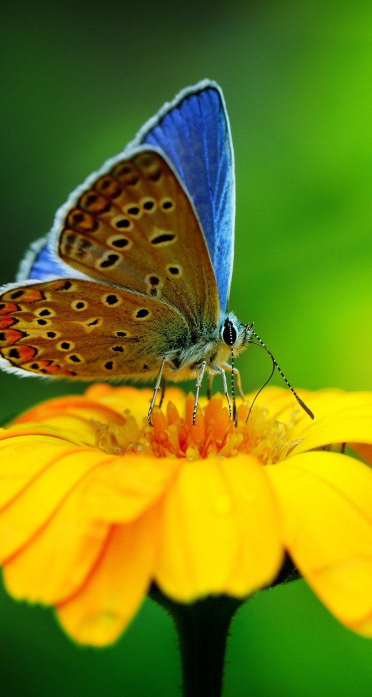 Butterfly Collecting Pollen Wallpaper for Apple iPhone 5 / 5s