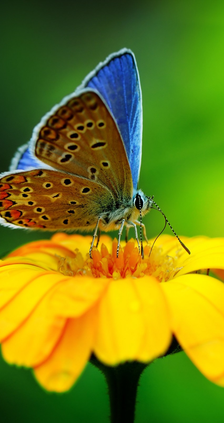 Butterfly Collecting Pollen Wallpaper for Apple iPhone 6 / 6s
