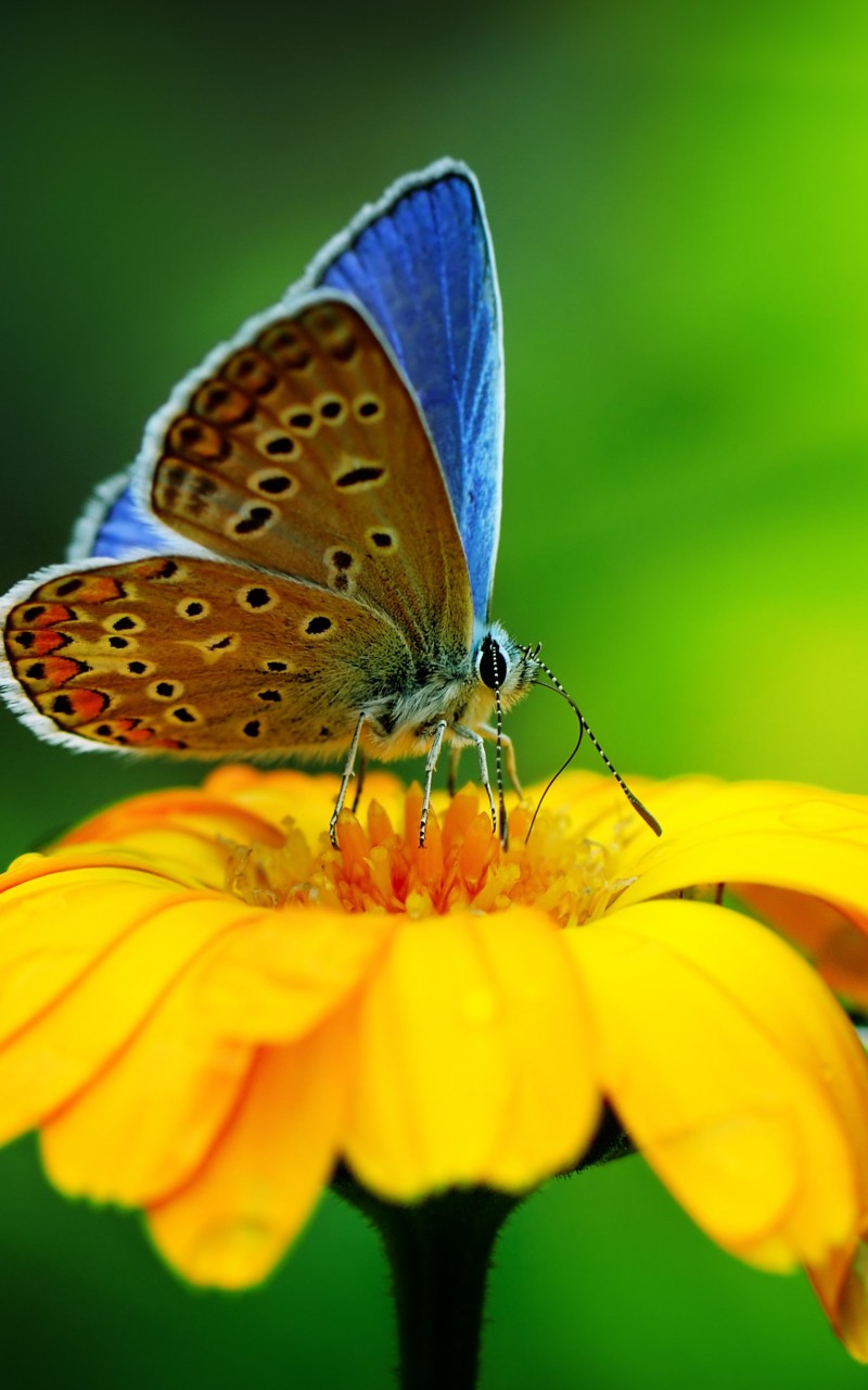 Butterfly Collecting Pollen Wallpaper for Amazon Kindle Fire HD