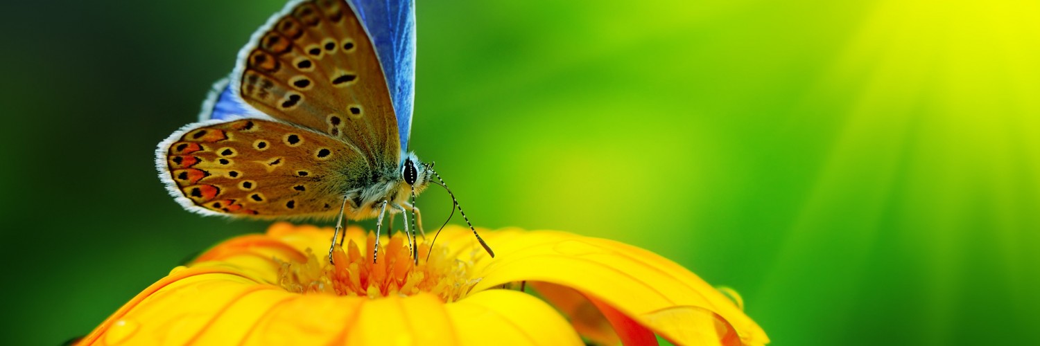 Butterfly Collecting Pollen Wallpaper for Social Media Twitter Header