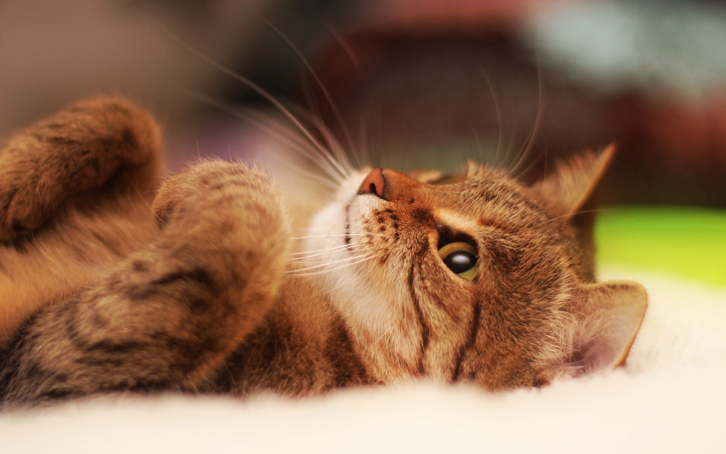 Cat Lying On Back Wallpaper for Desktop 1440x900