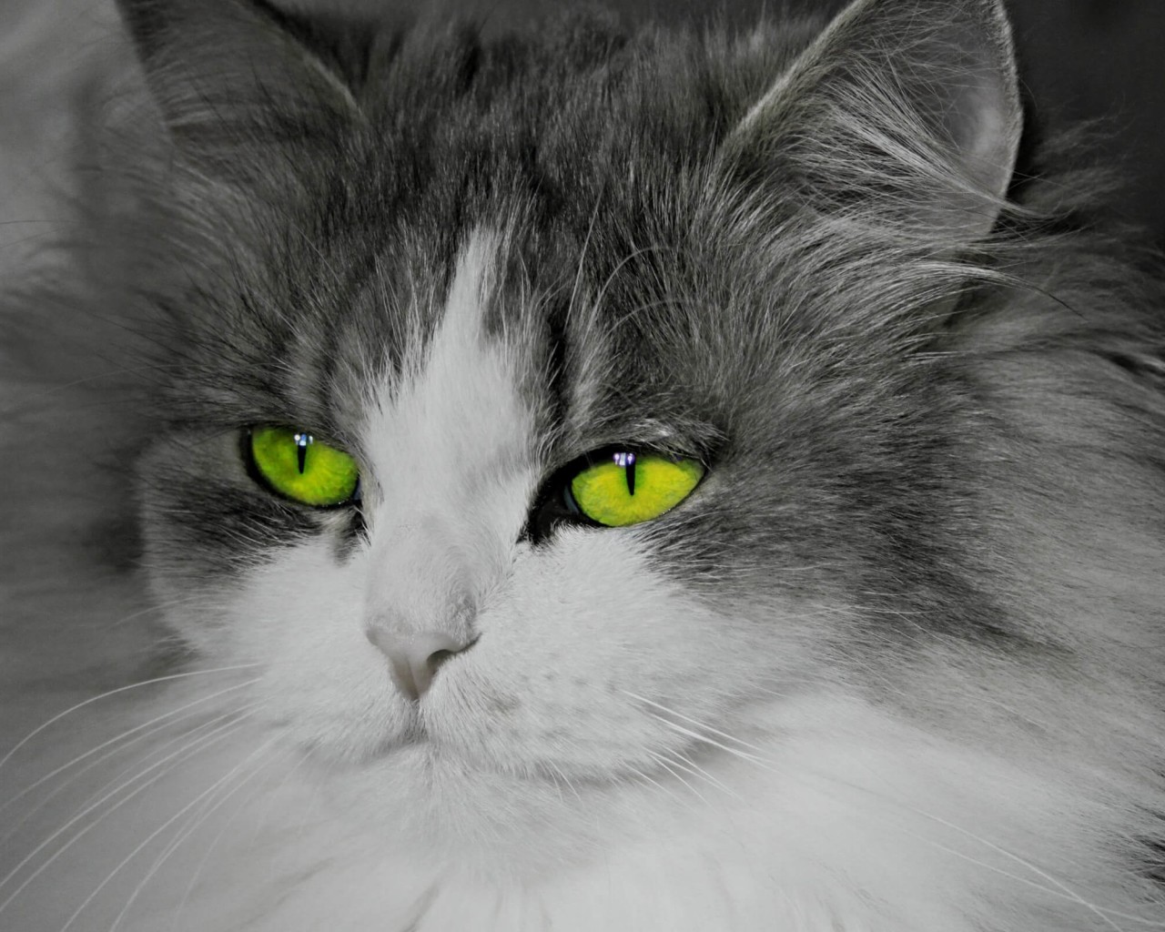 Cat With Stunningly Green Eyes Wallpaper for Desktop 1280x1024