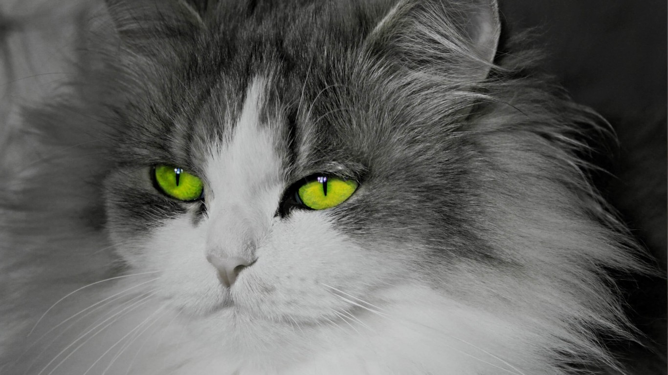 Cat With Stunningly Green Eyes Wallpaper for Desktop 1366x768