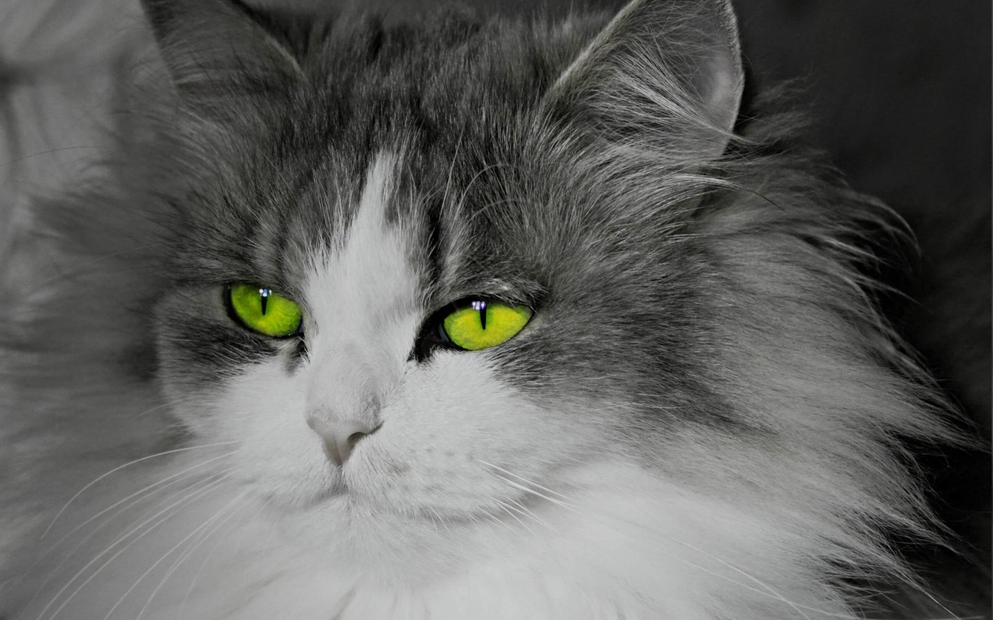 Cat With Stunningly Green Eyes Wallpaper for Desktop 1440x900