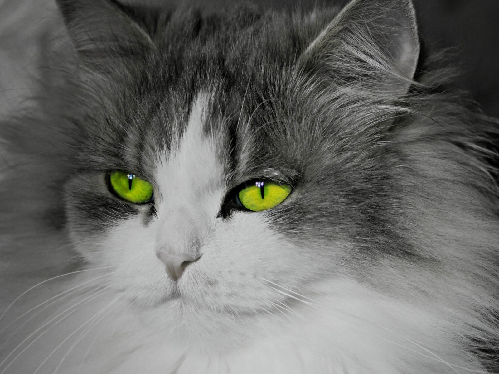 Cat With Stunningly Green Eyes Wallpaper for Desktop 1600x1200