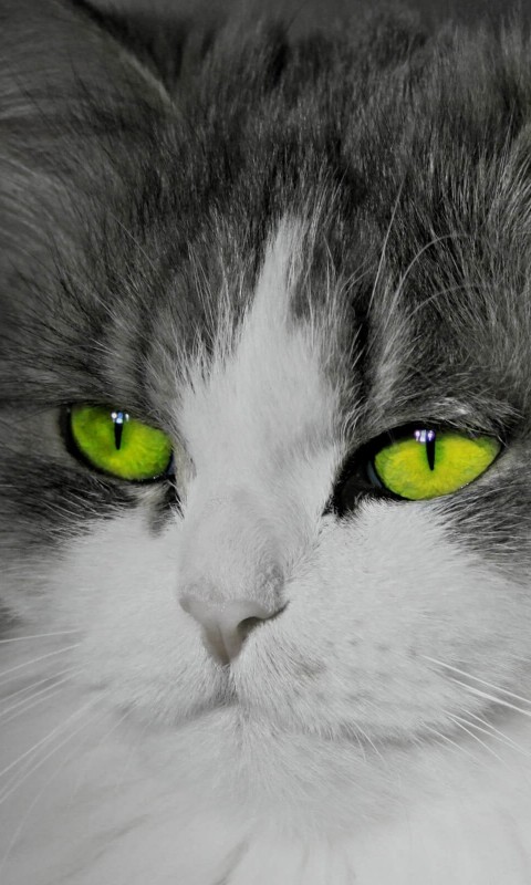 Cat With Stunningly Green Eyes Wallpaper for SAMSUNG Galaxy S3 Mini