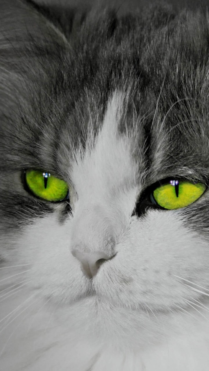 Cat With Stunningly Green Eyes Wallpaper for SAMSUNG Galaxy S5 Mini