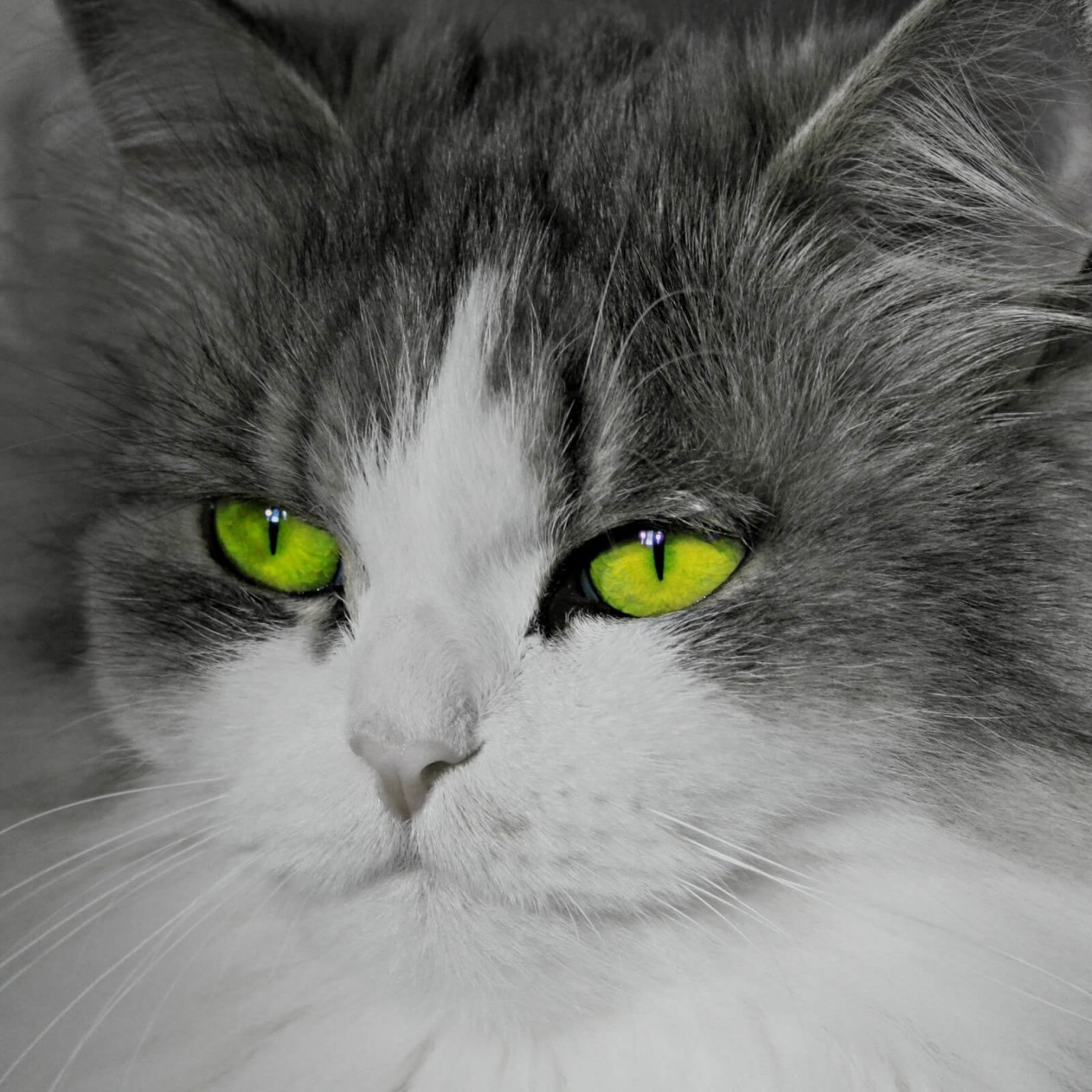 Cat With Stunningly Green Eyes Wallpaper for Apple iPad mini