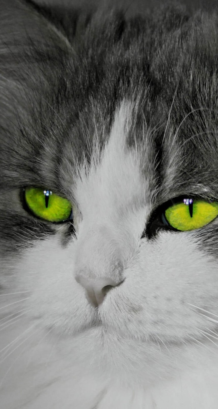 Cat With Stunningly Green Eyes Wallpaper for Apple iPhone 5 / 5s