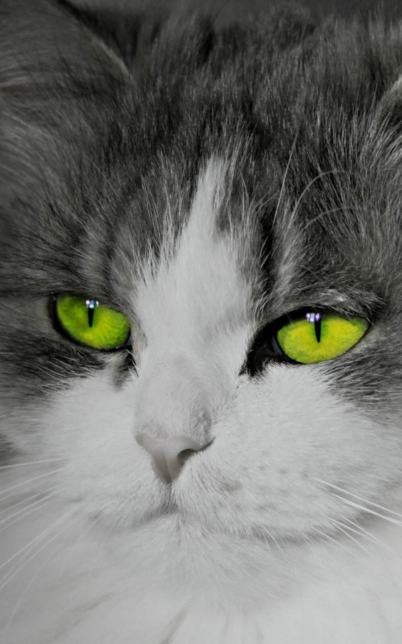Cat With Stunningly Green Eyes Wallpaper for Amazon Kindle Fire HD