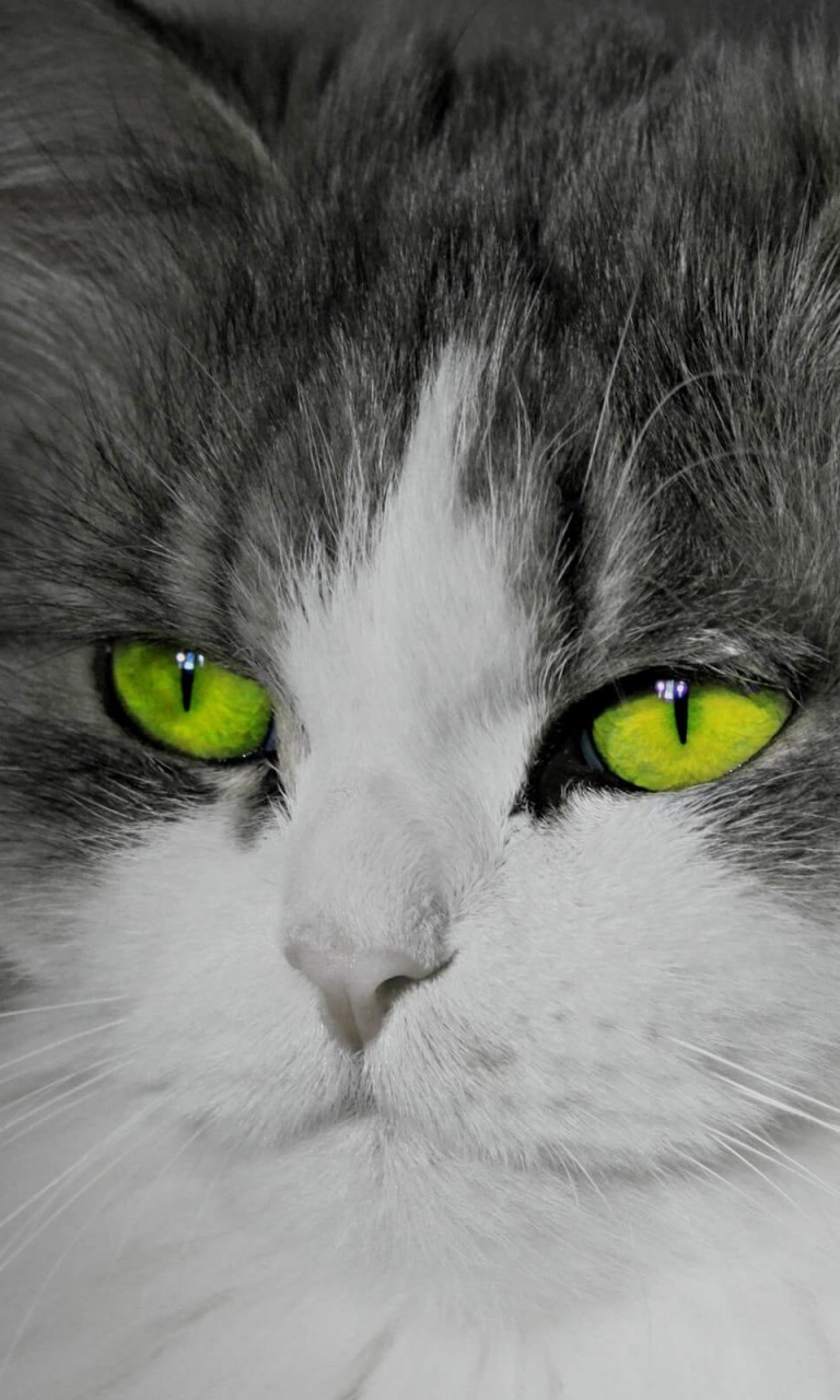 Cat With Stunningly Green Eyes Wallpaper for LG Optimus G