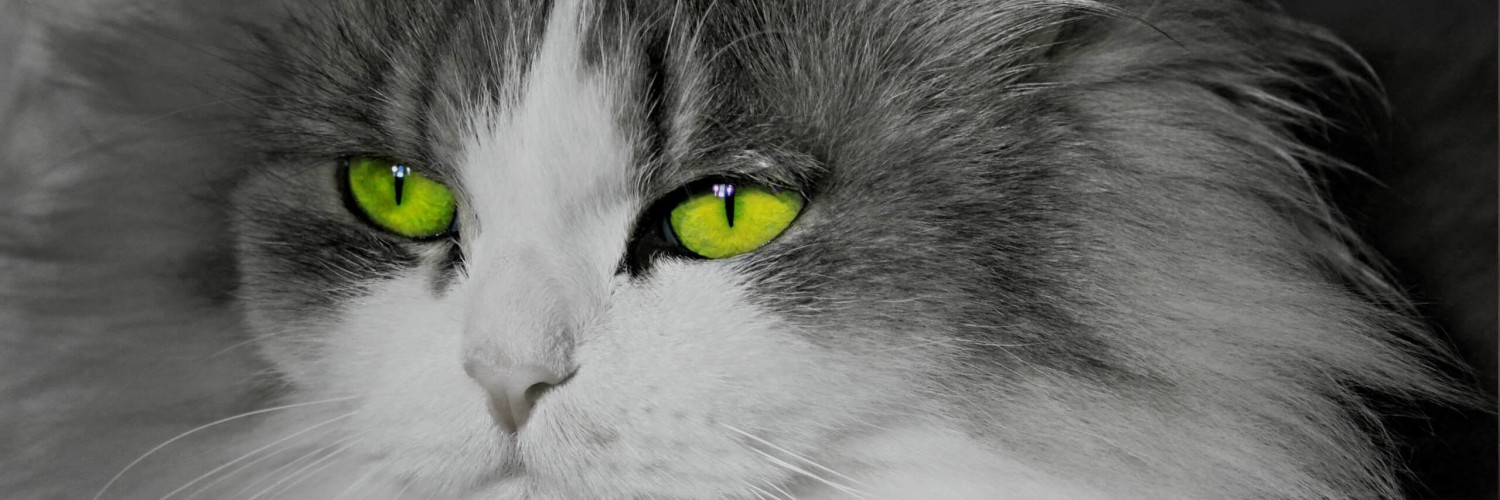 Cat With Stunningly Green Eyes Wallpaper for Social Media Twitter Header