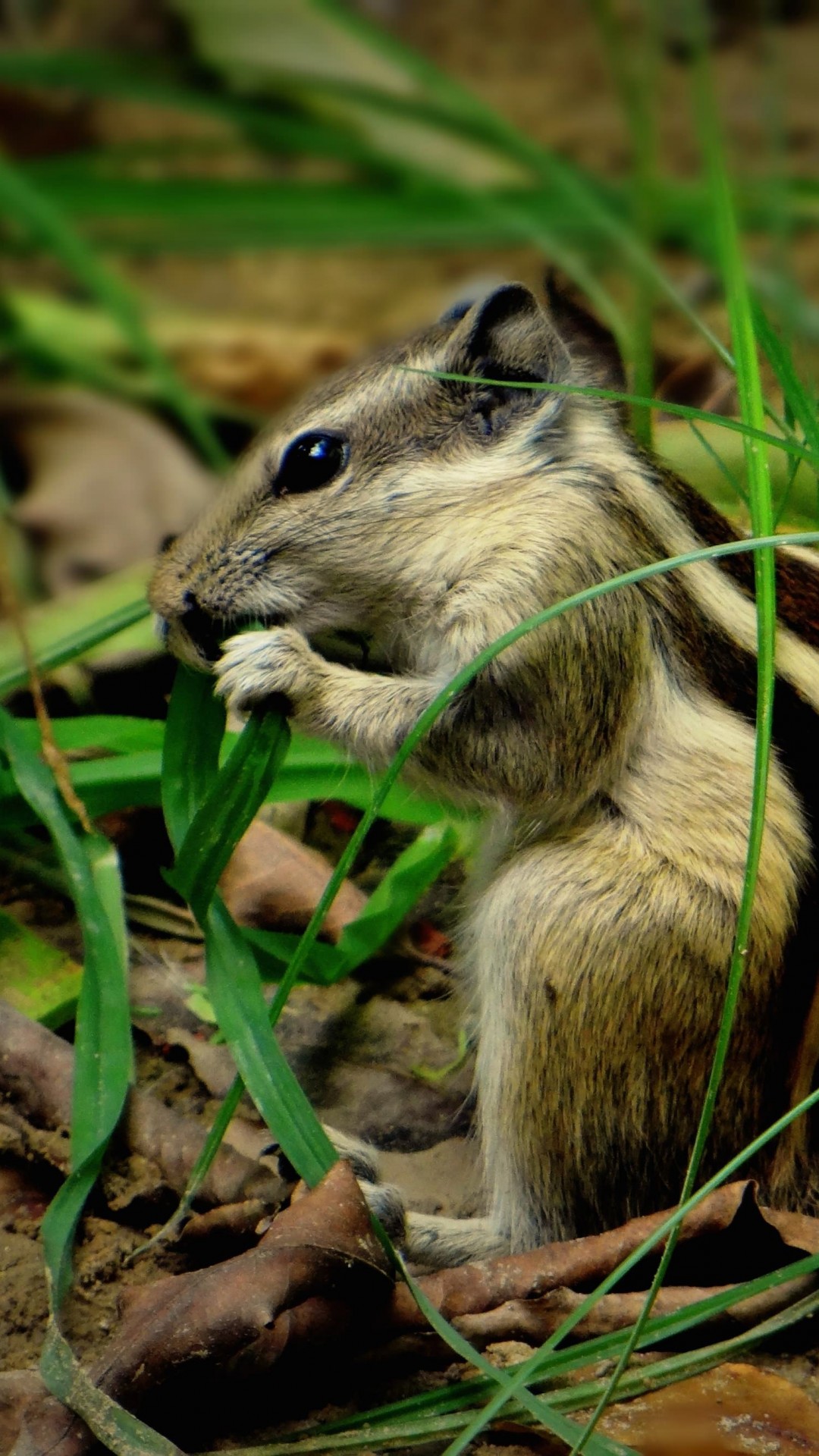 Chipmunk In The Grass Wallpaper for SAMSUNG Galaxy S5