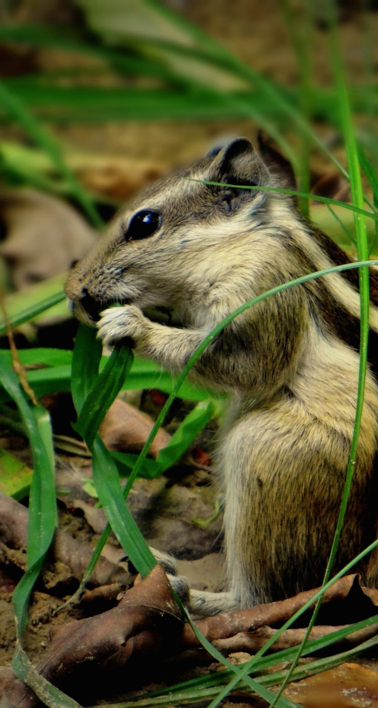 Chipmunk In The Grass Wallpaper for Apple iPhone 5 / 5s