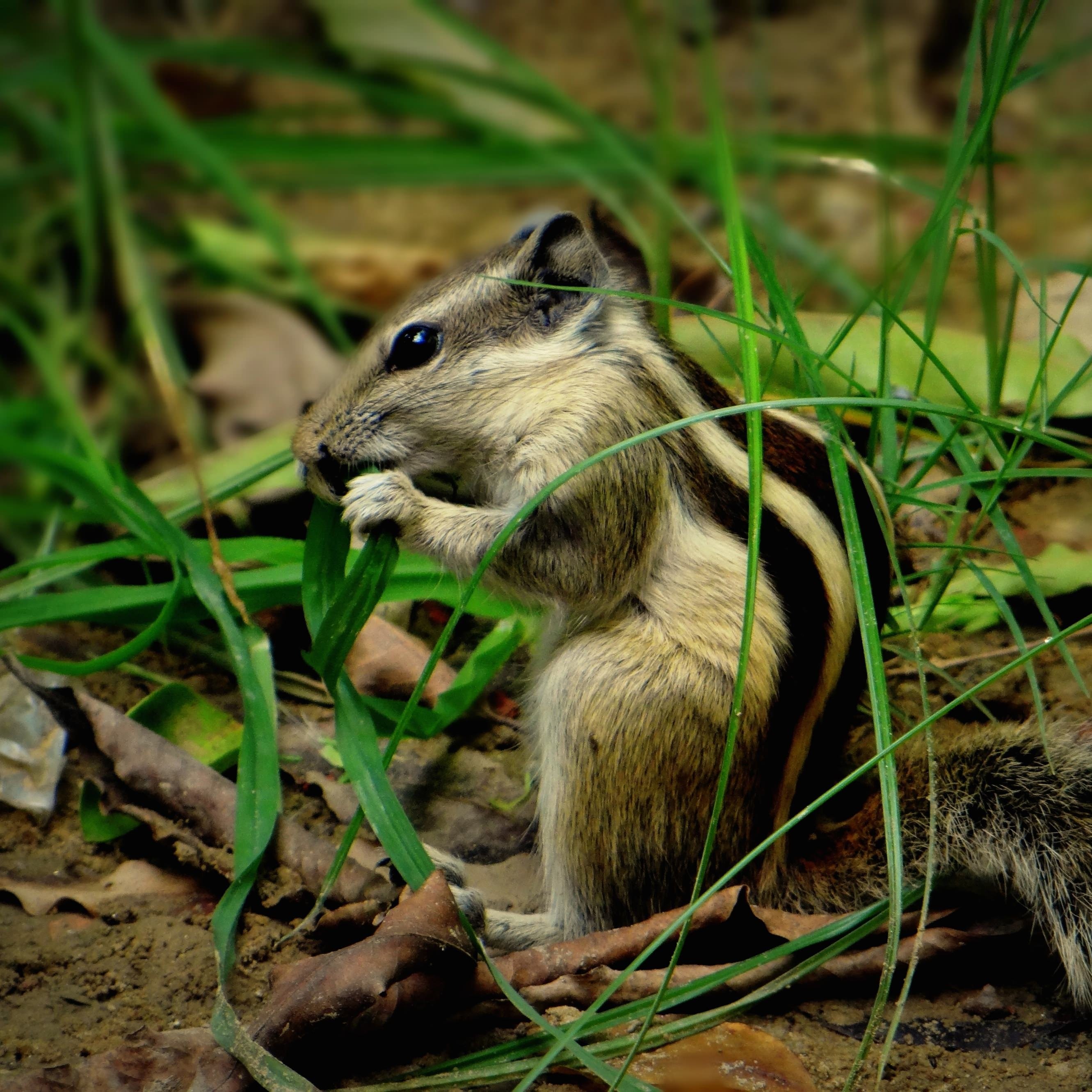 Chipmunk In The Grass Wallpaper for Apple iPhone 6 Plus