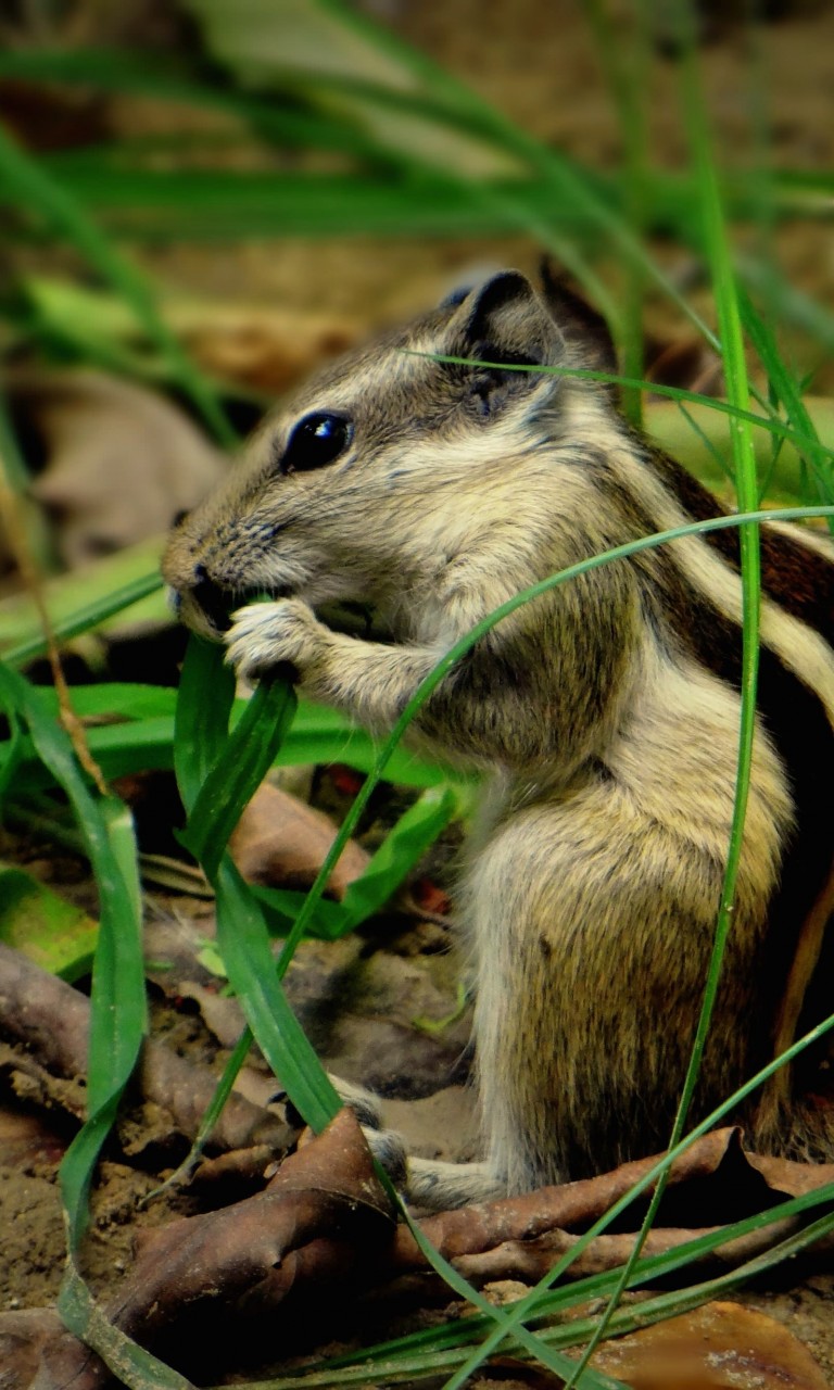 Chipmunk In The Grass Wallpaper for LG Optimus G