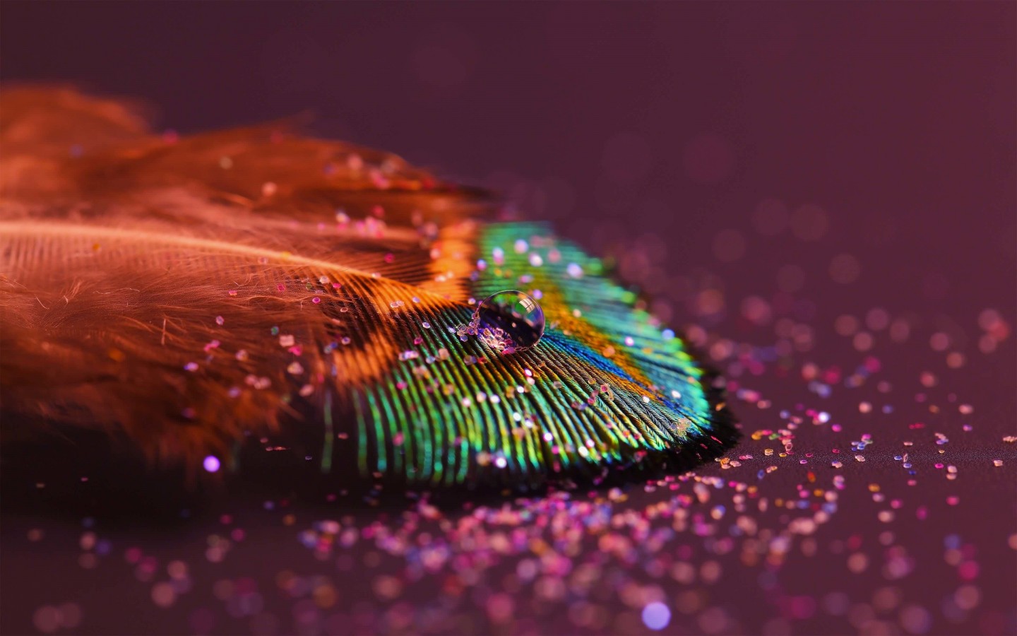 Colorful Feather Wallpaper for Desktop 1440x900