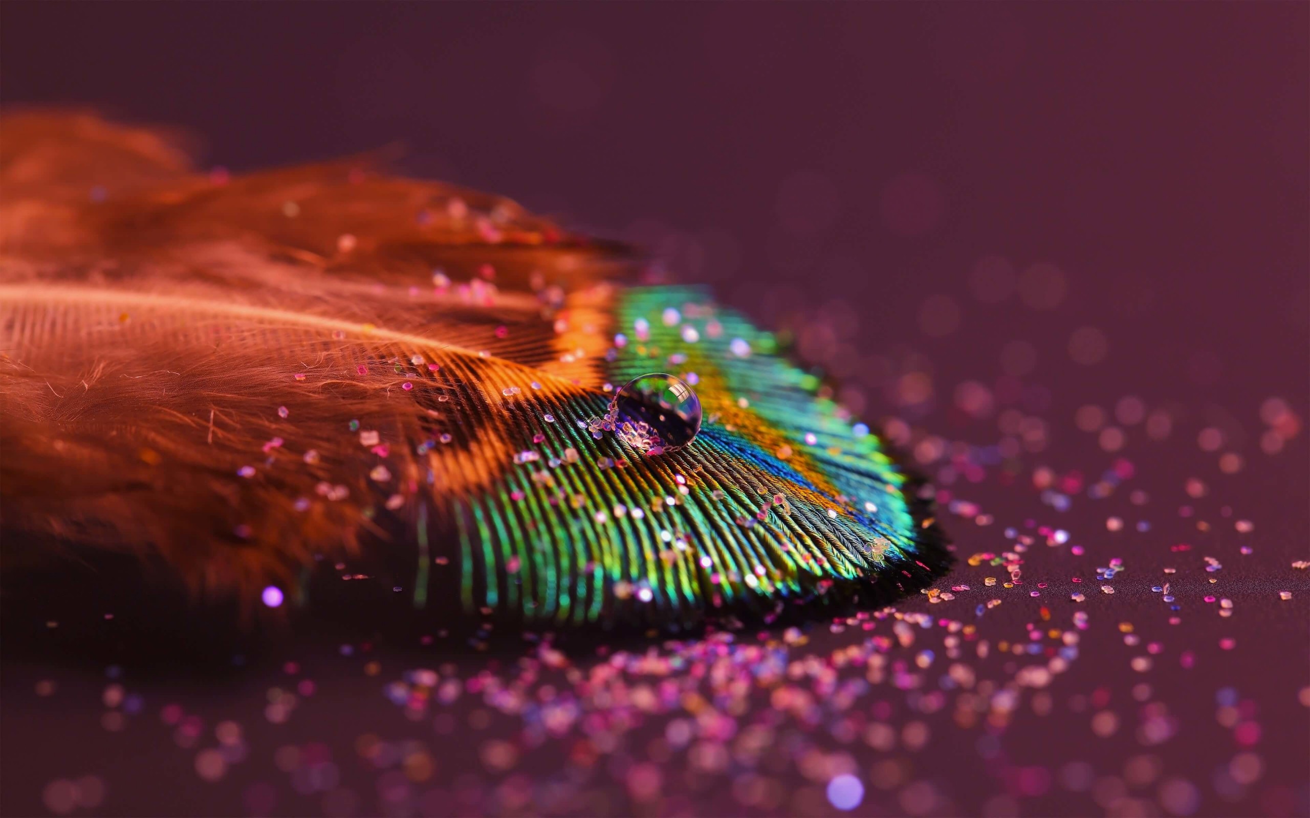 Colorful Feather Wallpaper for Desktop 2560x1600