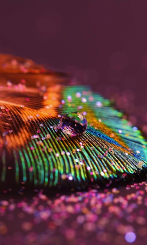 Colorful Feather Wallpaper for SAMSUNG Galaxy S3 Mini