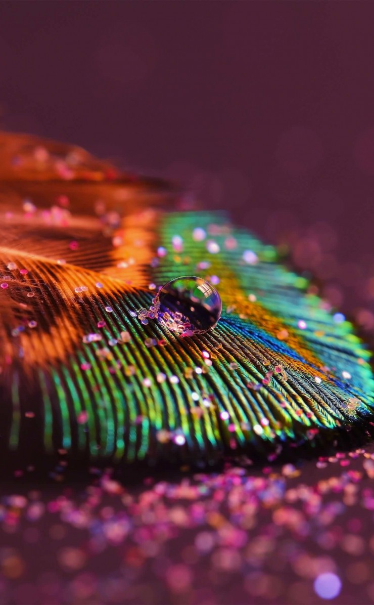 Colorful Feather Wallpaper for Apple iPhone 4 / 4s