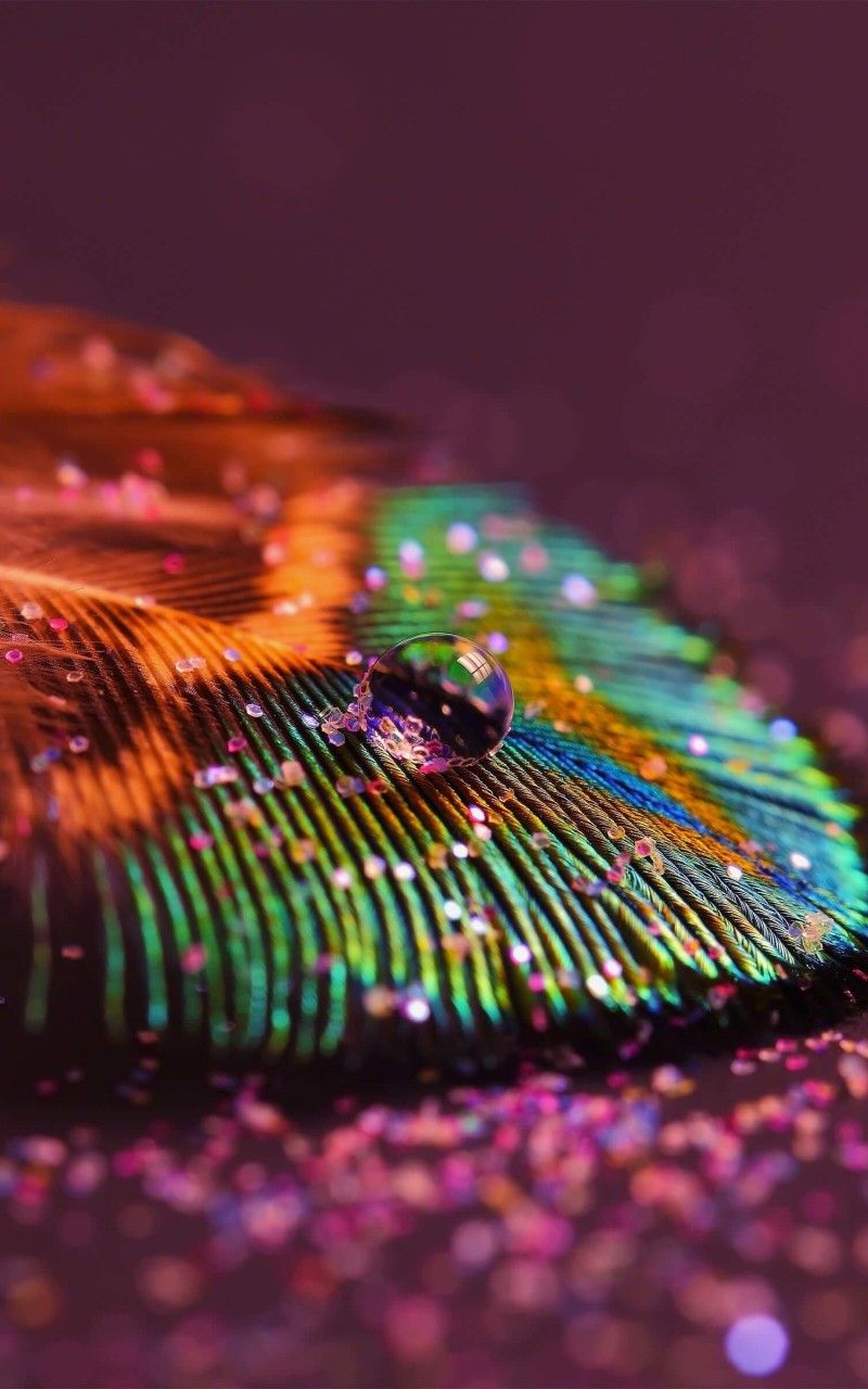 Colorful Feather Wallpaper for Amazon Kindle Fire HD