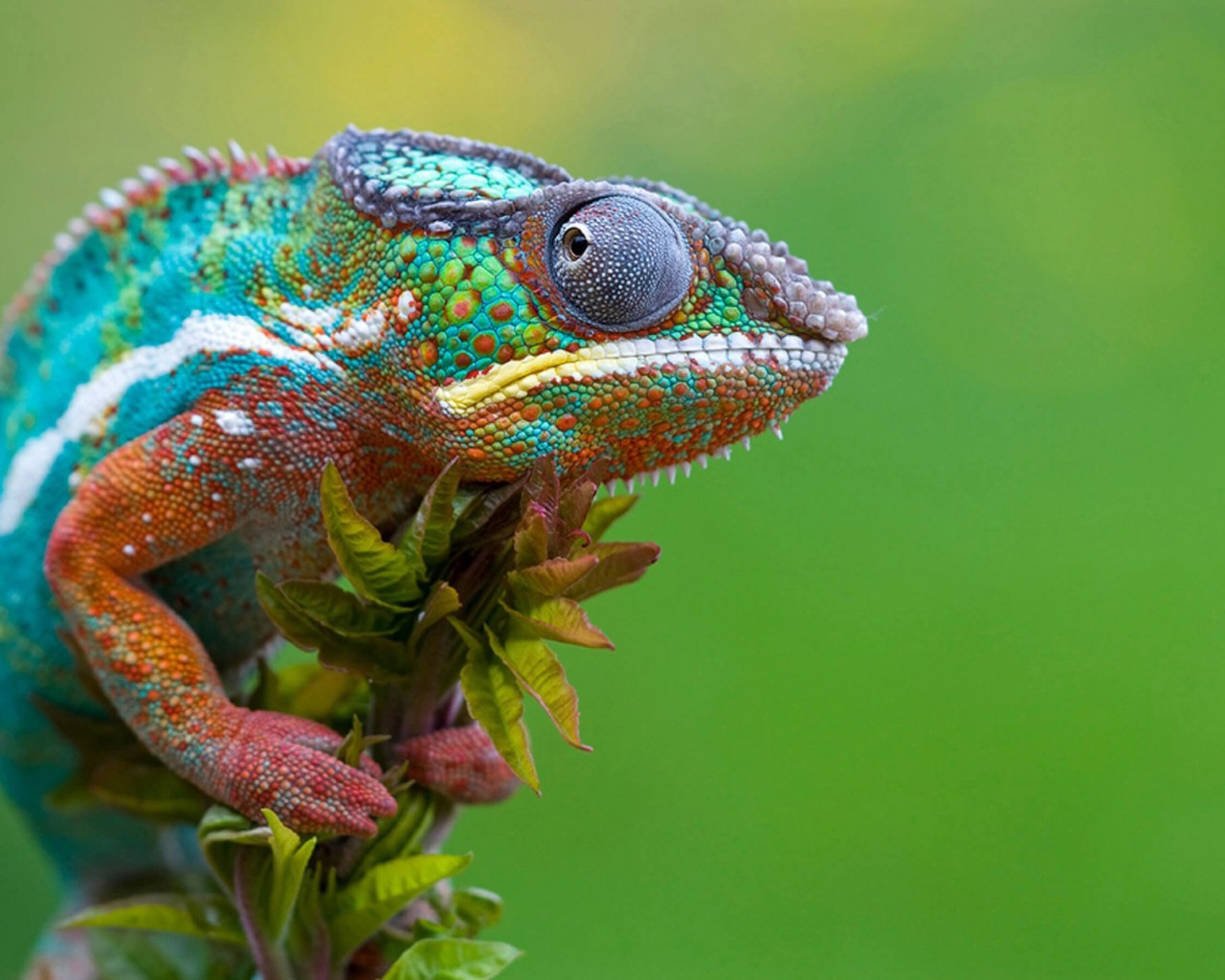 Colorful Panther Chameleon Wallpaper for Desktop 1280x1024