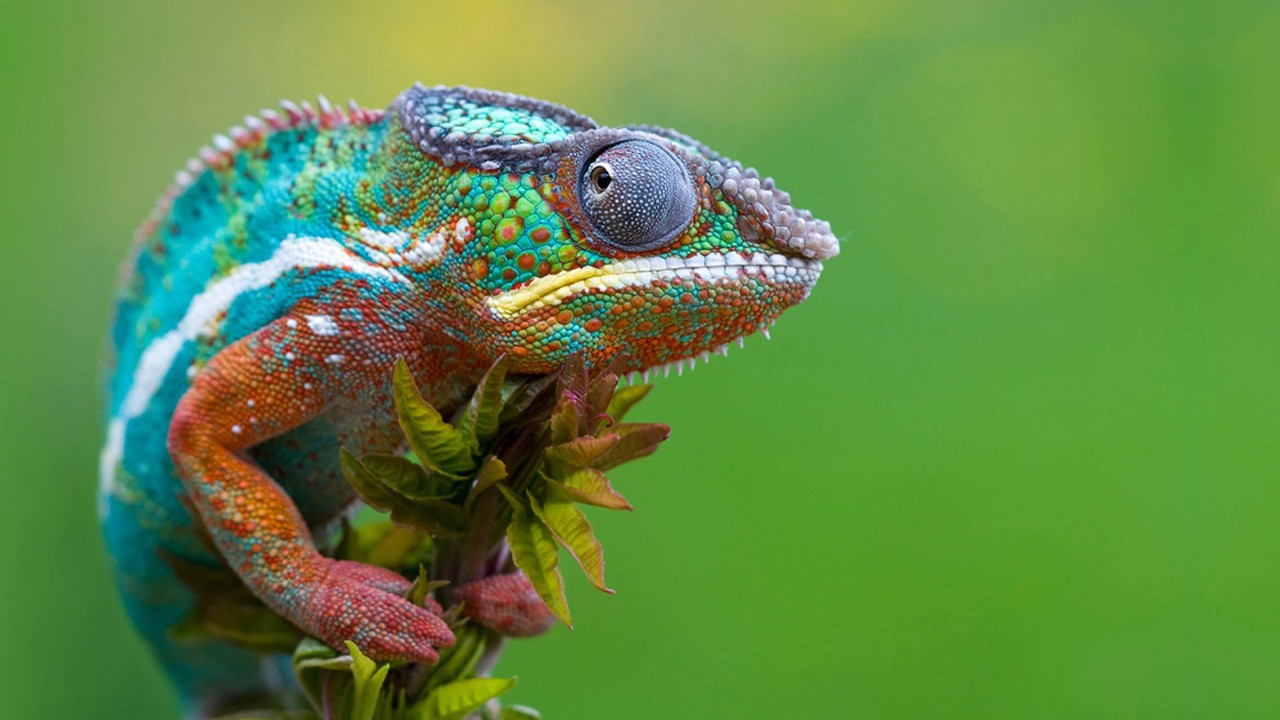 Colorful Panther Chameleon Wallpaper for Desktop 1280x720