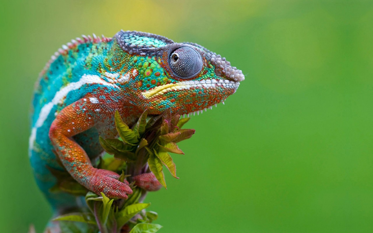 Colorful Panther Chameleon Wallpaper for Desktop 1280x800