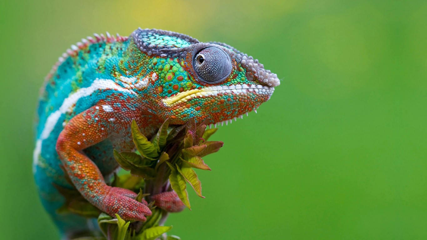 Colorful Panther Chameleon Wallpaper for Desktop 1366x768